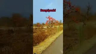 my Bangriposhi tour palas blooming