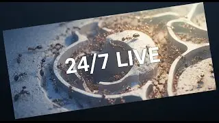 24/7 Livestream House of Ants - Live Ant Colony