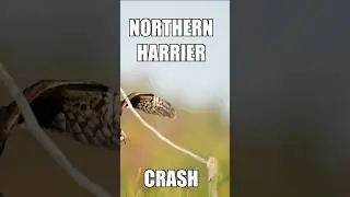 Northern Harrier Crash Landing #shorts #youtubeshorts #harrier #birds #nature #wildlife