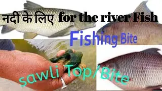 Rohu Black Rohu Grass carp Mrigel Machli Ka sawli Top/Bite  Nadi ke liye✅️ River fish Bite Only