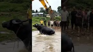 Masyaallah, Evakuasi sapi tenggelam disungai