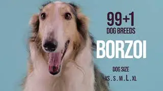 Borzoi / 99+1 Dog Breeds