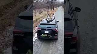 She scrambles into SUV trunk to escape charging tigers 😱