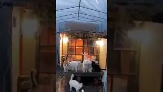 A house that keeps homeless cats warm in winter#shortsvideo #shorts #homelesscats #sheltercats #cat