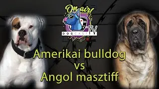 Amerikai Bulldog vs Angol Masztiff!  Őrző-védő kutya bajnokság 2!  DogCast TV
