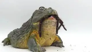 Giant African Bullfrog Devours Goliath Bird Eater! (Warning: Live Feeding)