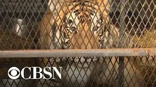 Tiger found in abandoned house in Houston