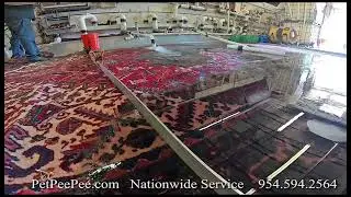 Antique Carpet from Iran cat dog urine odor removal cleaning PetPeePee