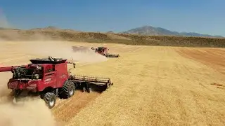 Case Combines & Idaho Wheat Harvest