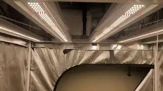 chilled x5 growcraft light test series day 22 veg