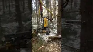 Gallring