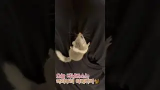 오늘의 런닝코스 쪼끔 빡세자낭 #companionanimals #adorably #ive #xoxz