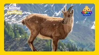 Mountain Goat | Animal Spotlight &ndash; Nature&rsquo;s Best Cliff Climber Facts for Kids