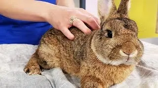 🐇 SAVING BUNNIES | TWRC Wildlife Center rescues unwanted Easter rabbits