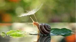 Melc , melc codobelc - Cantecele pentru copii Gradinita_Grupa_Mica
