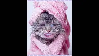 Funny awkward cat filter video