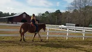 Beginner Safe Draft mule ride and drive