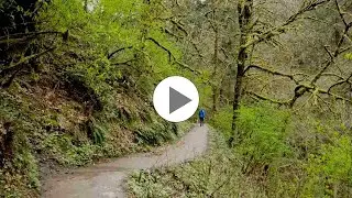 Wildwood Trail  Forest Park, Portland Oregon - Adventure Guru