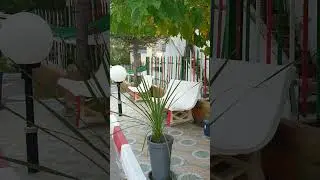 Ait Bouhini, Tizi_Ouzou, Yakouren village le plus propre  de tizi_ouzou en 2025