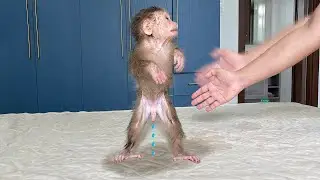 Naughty Monkey Cubis sneaks take bath and gets punished Daddy