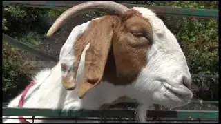 Farm Animal Safety