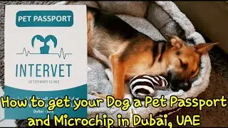 How to get your Dog a Pet Passport and Microchip in Dubai, UAE | Rabies and DHPPI Vaccination