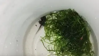 What should i do with POISON DART FROG´s TADPOLES ?!?