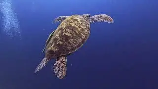 Coral Triangle Adventure