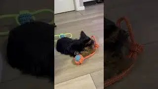 Fur child Danny 100