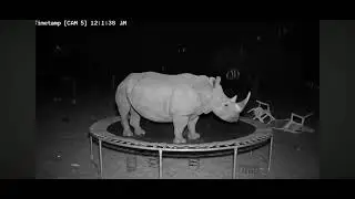 Animals Jumping On Trampoline At 3am #animals #bears #spain #bunnies #algebra 