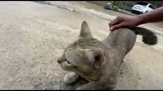 #These are my cats  They are very smart #2025