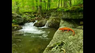 Forked Hollow, Medix Run - Moshannon SF
