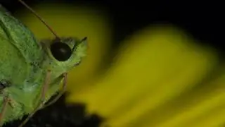 Butterfly VIS + UV (bee vision) HDTV snippet