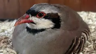 Let&rsquo;s Talk About Beep-Beep | My Chukar Partridge