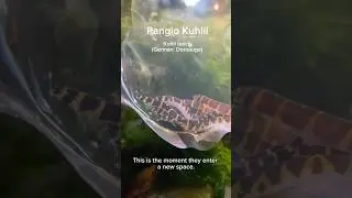Kuhli loach arriving in their new home 😀