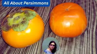 How to Eat a Persimmon Fruit? Health Benefits & Nutritional Value | Amlok Japani Phal Khurma Ramphal