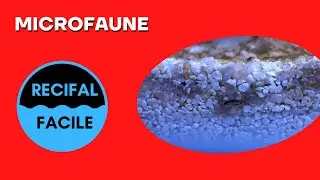 Microfaune: essentielle pour la stabilit&eacute; du bac.
