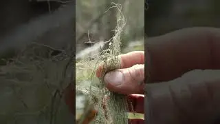 Natural Medicines-Usnea