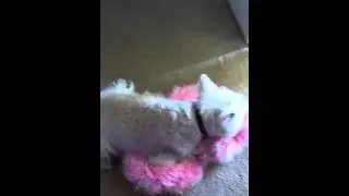 Riley and his stolen pink cat bed