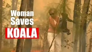 Woman saves scorched koala from Australian bushfire