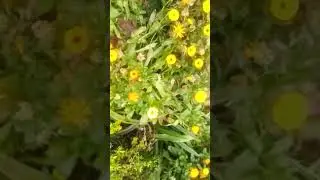 ☘️🌿💐💐