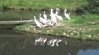 Eastern White Pelican (Pelecanus onocrotalus)