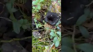 unique black mushroom(craterellus cornucopioides) hunt in Norway