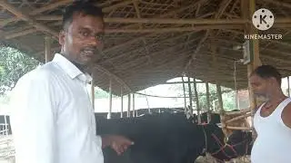उच्च नस्ल के पशु गाय  का व्यापारी स्थान मरंगा जिला पूर्णिया channel name tej nath dairy farm kalsar