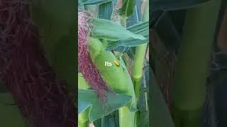 Growing corn at home, is so fulfilling. Fresh and colourful