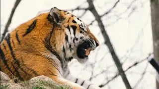 Urban Nature Trails: Exploring Wildlife in the City