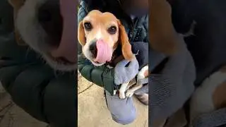 甘えん坊のビーグル犬ベルちゃん【渋川動物公園】 #dog #shorts #いぬ