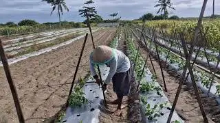 SMART FARMER'S TRICK OF STICKING IN A SUPPORT POLE FOR CUCUMBER PLANTS. - Agriculture Farming