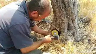 استخراج العسل من شجرة الزيتون