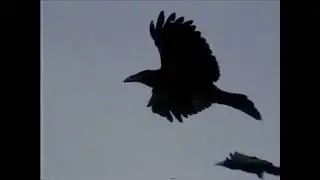 Lost Magic - Strictly for the Birds (Official Lyric Video)
